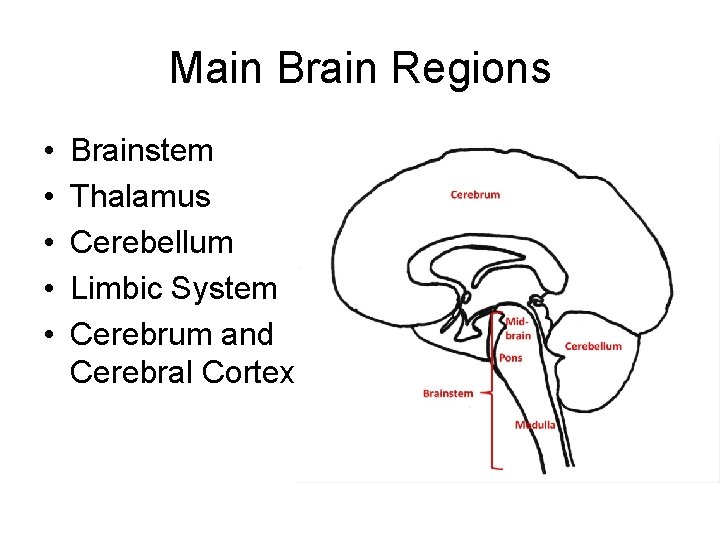 Main Brain Regions • • • Brainstem Thalamus Cerebellum Limbic System Cerebrum and Cerebral