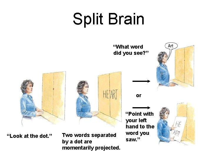 Split Brain “What word did you see? ” or “Look at the dot. ”