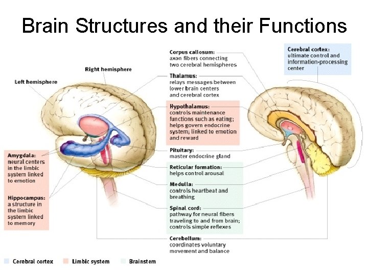Brain Structures and their Functions 