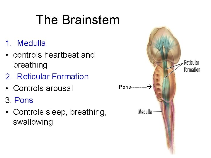 The Brainstem 1. Medulla • controls heartbeat and breathing 2. Reticular Formation • Controls