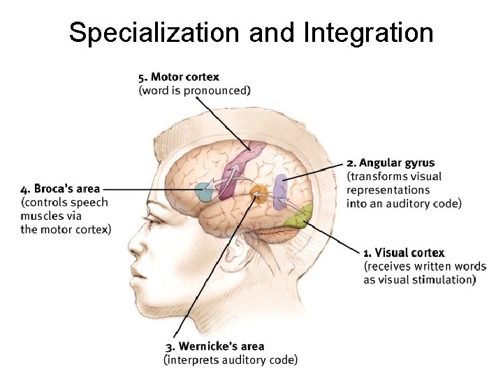 Specialization and Integration 