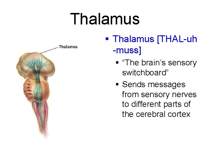 Thalamus § Thalamus [THAL-uh -muss] § “The brain’s sensory switchboard” § Sends messages from