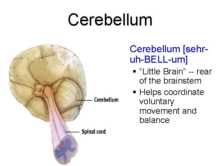 Cerebellum § Cerebellum [sehruh-BELL-um] § “Little Brain” -- rear of the brainstem § Helps