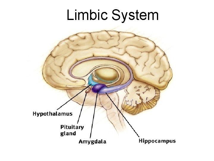 Limbic System 