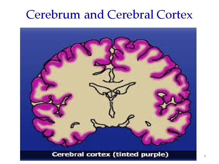 Cerebrum and Cerebral Cortex 7 