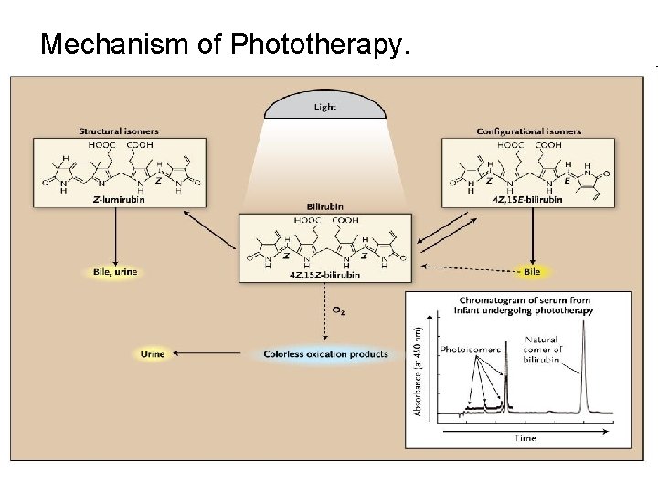 Mechanism of Phototherapy. 