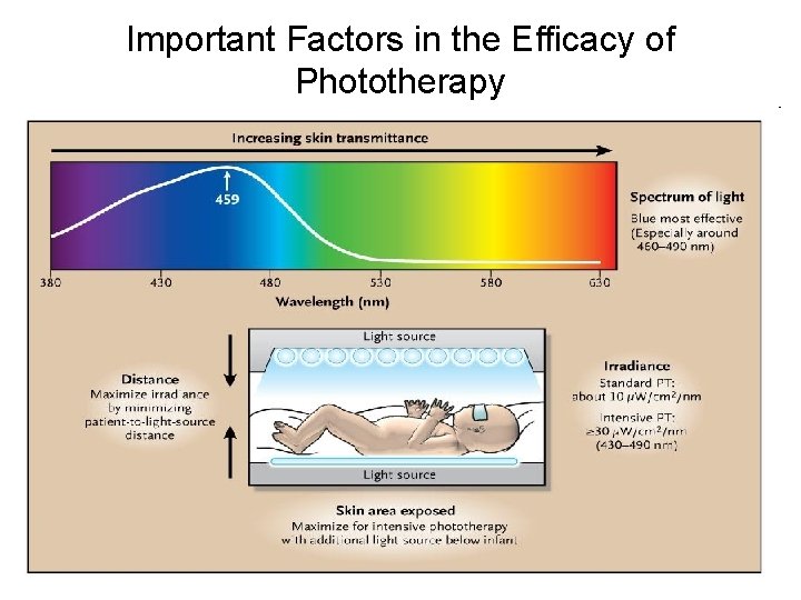 Important Factors in the Efficacy of Phototherapy 