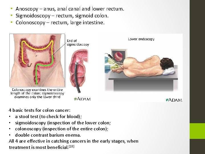  • Anoscopy – anus, anal canal and lower rectum. • Sigmoidoscopy – rectum,