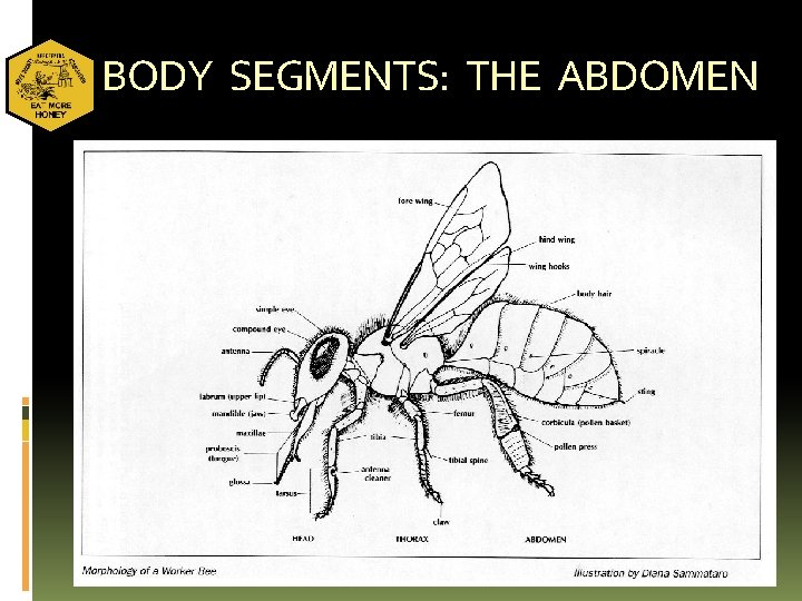 BODY SEGMENTS: THE ABDOMEN 