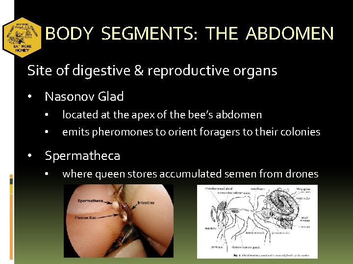 BODY SEGMENTS: THE ABDOMEN Site of digestive & reproductive organs • Nasonov Glad •