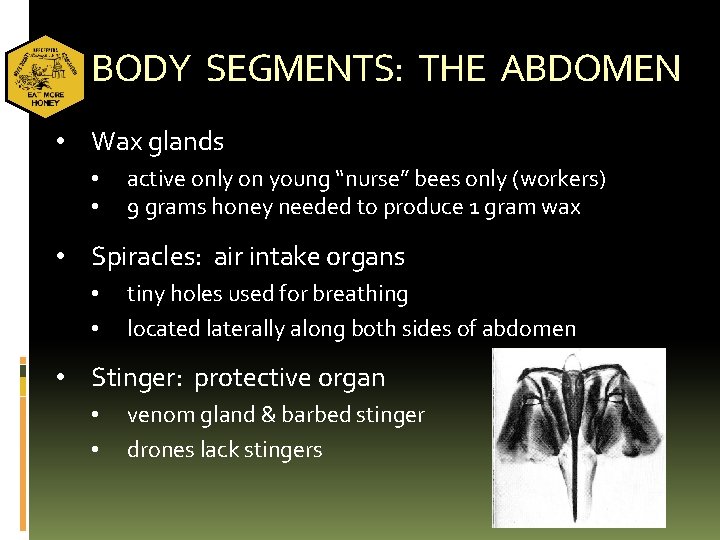 BODY SEGMENTS: THE ABDOMEN • Wax glands • • active only on young “nurse”