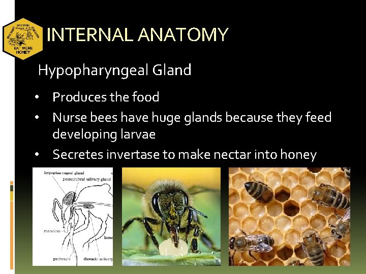 INTERNAL ANATOMY Hypopharyngeal Gland • Produces the food • Nurse bees have huge glands