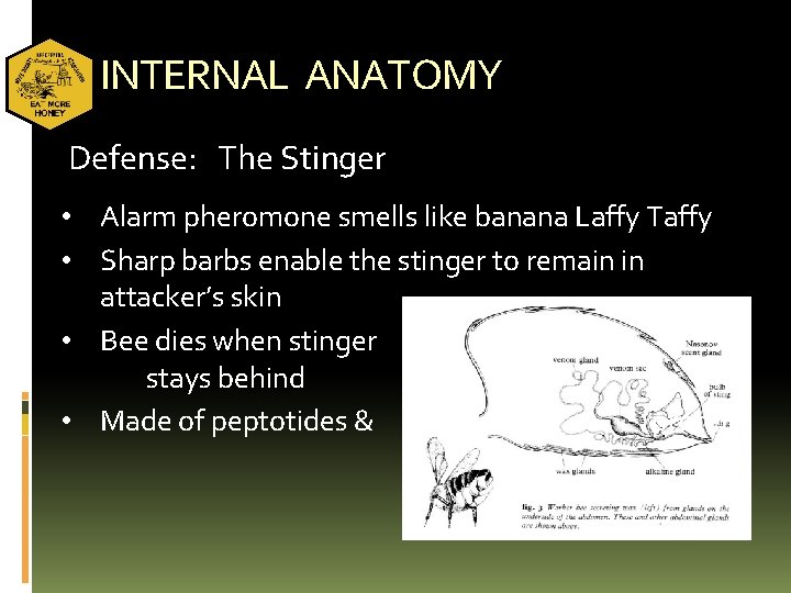 INTERNAL ANATOMY Defense: The Stinger • Alarm pheromone smells like banana Laffy Taffy •