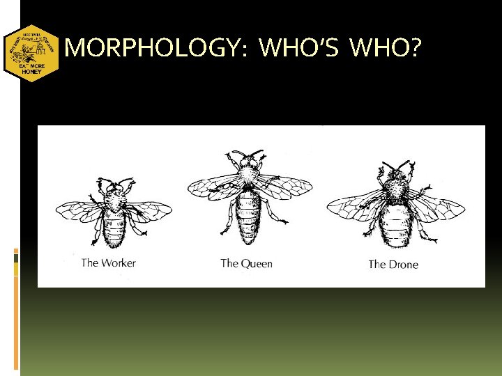 MORPHOLOGY: WHO’S WHO? 