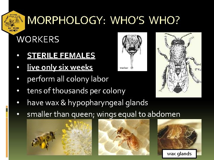 MORPHOLOGY: WHO’S WHO? WORKERS • • • STERILE FEMALES live only six weeks perform