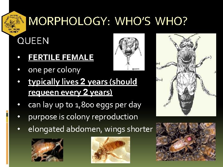 MORPHOLOGY: WHO’S WHO? QUEEN • FERTILE FEMALE • one per colony • typically lives