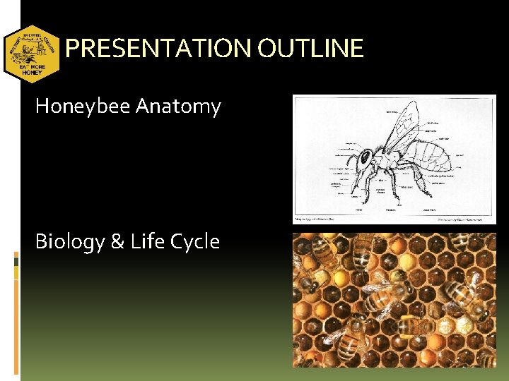 PRESENTATION OUTLINE Honeybee Anatomy Biology & Life Cycle 