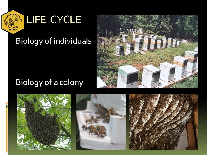 LIFE CYCLE Biology of individuals Biology of a colony 