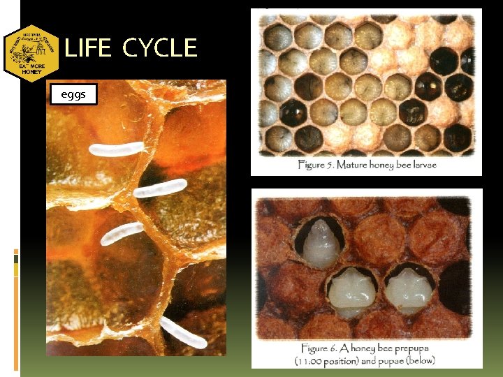 LIFE CYCLE eggs 