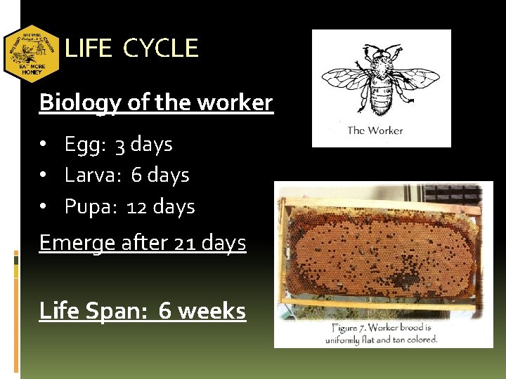 LIFE CYCLE Biology of the worker • Egg: 3 days • Larva: 6 days