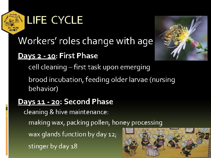 LIFE CYCLE Workers’ roles change with age Days 2 - 10: First Phase cell