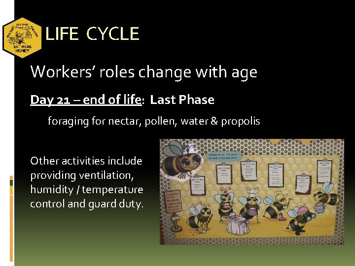 LIFE CYCLE Workers’ roles change with age Day 21 – end of life: Last