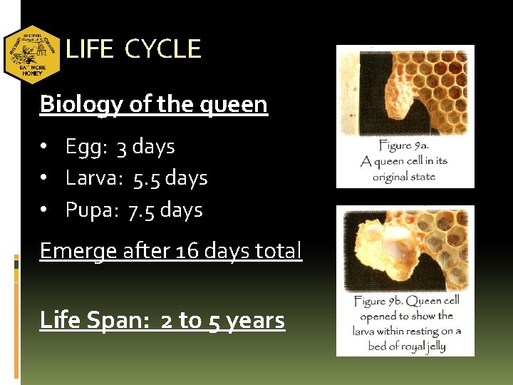 LIFE CYCLE Biology of the queen • Egg: 3 days • Larva: 5. 5