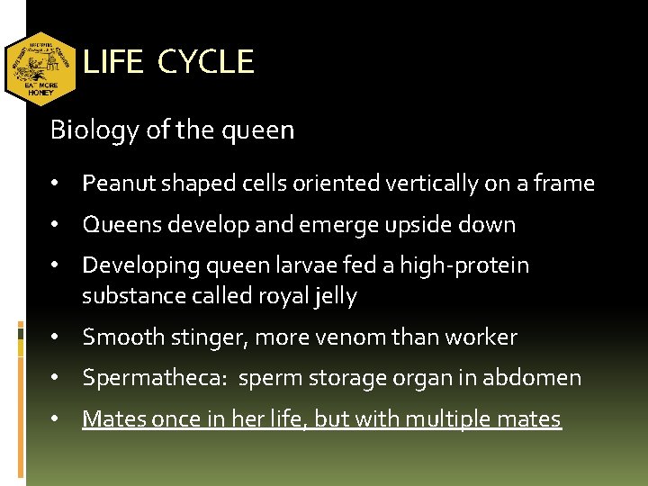 LIFE CYCLE Biology of the queen • Peanut shaped cells oriented vertically on a