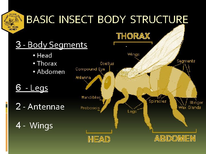 BASIC INSECT BODY STRUCTURE 3 - Body Segments • Head • Thorax • Abdomen
