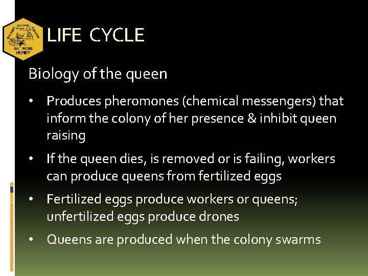 LIFE CYCLE Biology of the queen • Produces pheromones (chemical messengers) that inform the