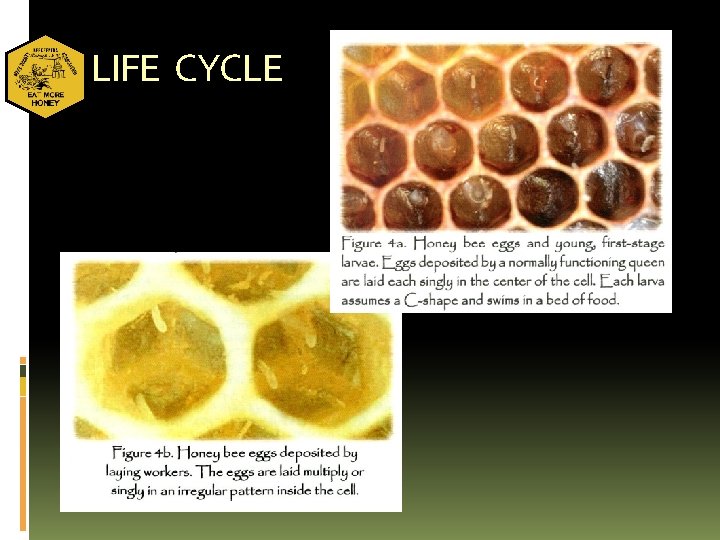 LIFE CYCLE 