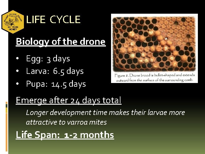 LIFE CYCLE Biology of the drone • Egg: 3 days • Larva: 6. 5