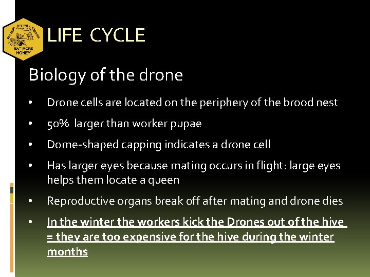 LIFE CYCLE Biology of the drone • Drone cells are located on the periphery