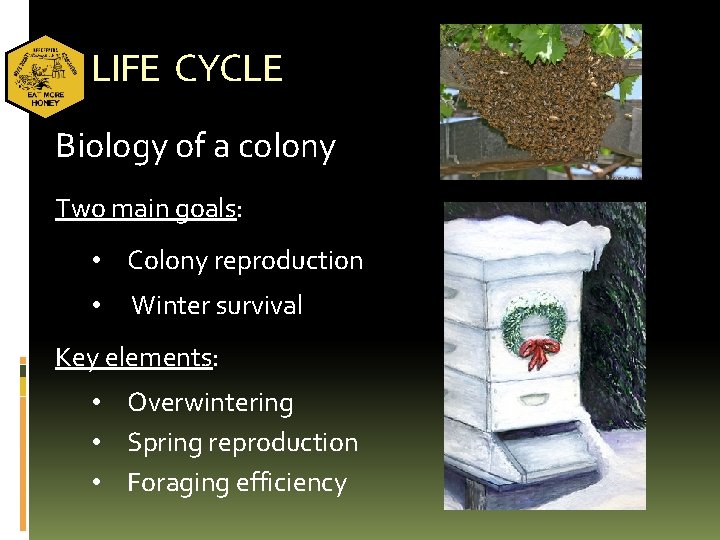 LIFE CYCLE Biology of a colony Two main goals: • Colony reproduction • Winter
