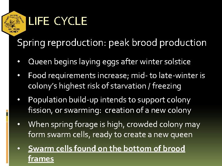 LIFE CYCLE Spring reproduction: peak brood production • Queen begins laying eggs after winter