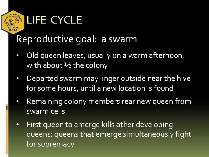 LIFE CYCLE Reproductive goal: a swarm • Old queen leaves, usually on a warm