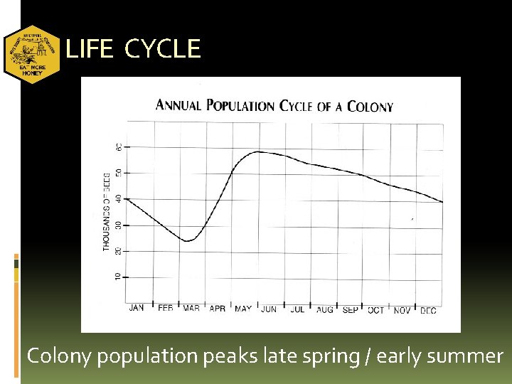 LIFE CYCLE Colony population peaks late spring / early summer 