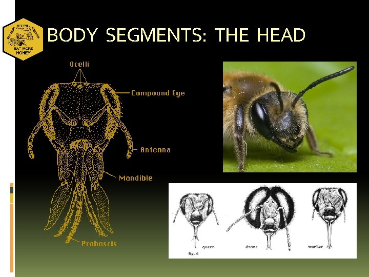 BODY SEGMENTS: THE HEAD 