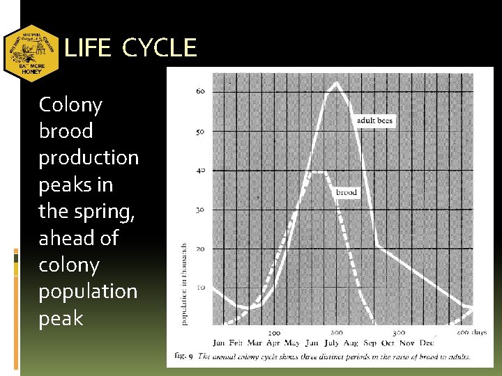 LIFE CYCLE Colony brood production peaks in the spring, ahead of colony population peak