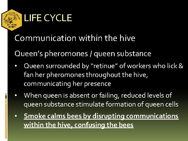 LIFE CYCLE Communication within the hive Queen’s pheromones / queen substance • Queen surrounded