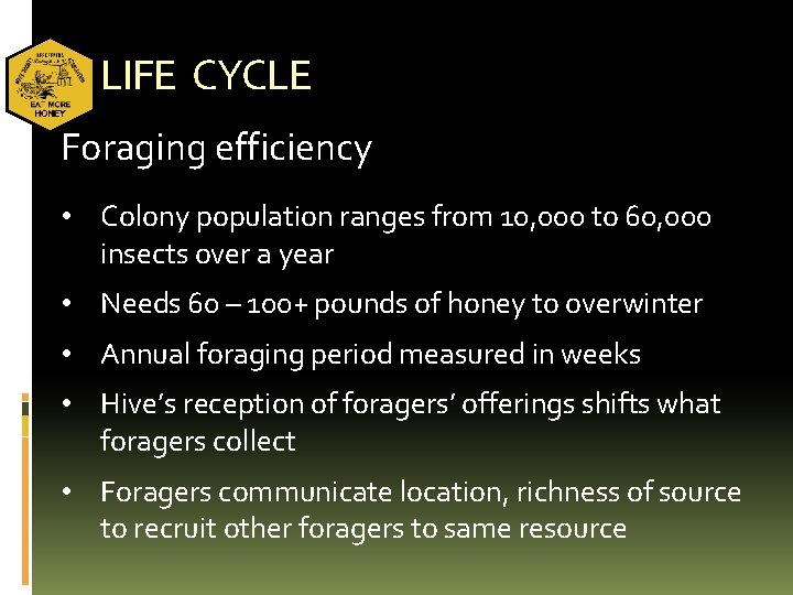 LIFE CYCLE Foraging efficiency • Colony population ranges from 10, 000 to 60, 000