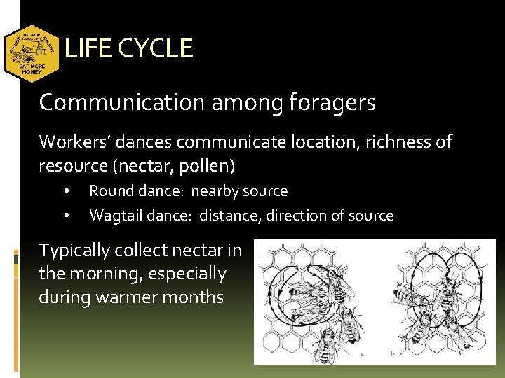LIFE CYCLE Communication among foragers Workers’ dances communicate location, richness of resource (nectar, pollen)