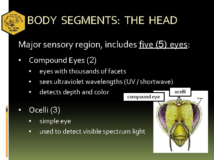 BODY SEGMENTS: THE HEAD Major sensory region, includes five (5) eyes: • Compound Eyes