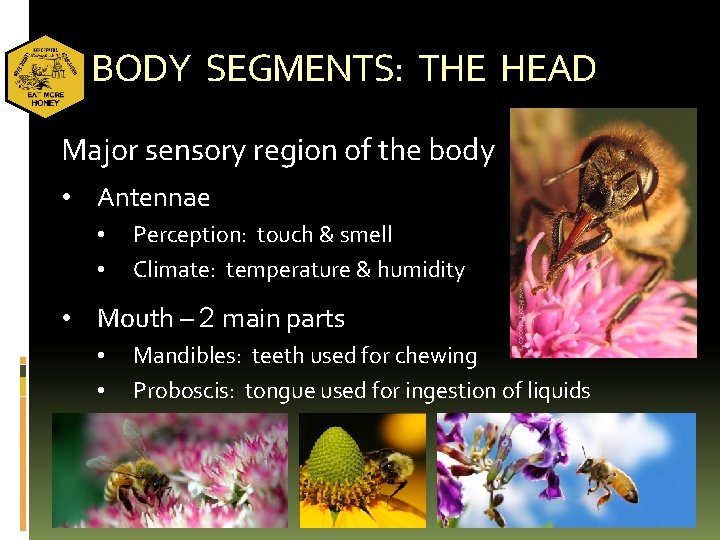 BODY SEGMENTS: THE HEAD Major sensory region of the body • Antennae • •
