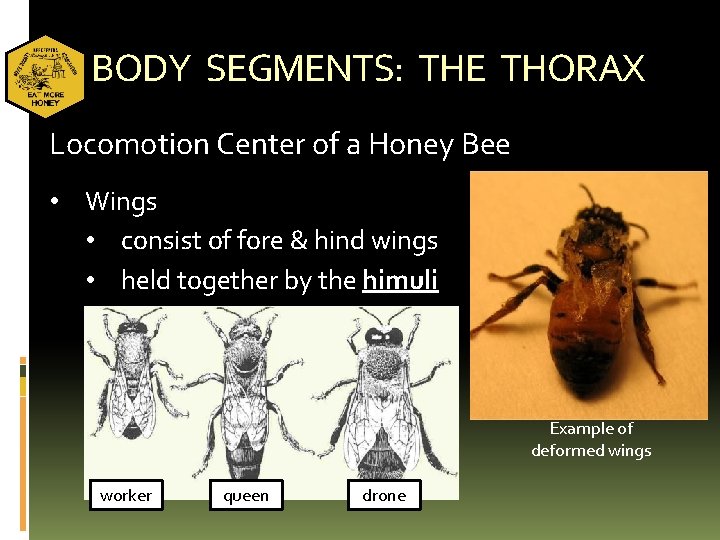 BODY SEGMENTS: THE THORAX Locomotion Center of a Honey Bee • Wings • consist
