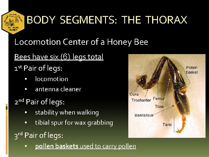 BODY SEGMENTS: THE THORAX Locomotion Center of a Honey Bees have six (6) legs
