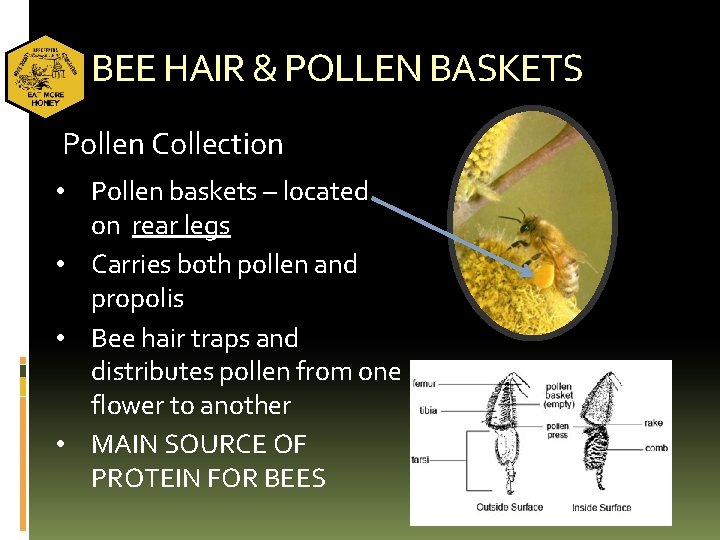 BEE HAIR & POLLEN BASKETS Pollen Collection • Pollen baskets – located on rear