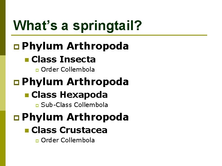 What’s a springtail? p Phylum n Class Insecta p Order Collembola p Phylum n