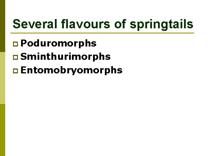 Several flavours of springtails p Poduromorphs p Sminthurimorphs p Entomobryomorphs 