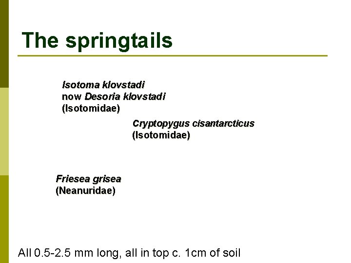 The springtails Isotoma klovstadi now Desoria klovstadi (Isotomidae) Cryptopygus cisantarcticus (Isotomidae) Friesea grisea (Neanuridae)